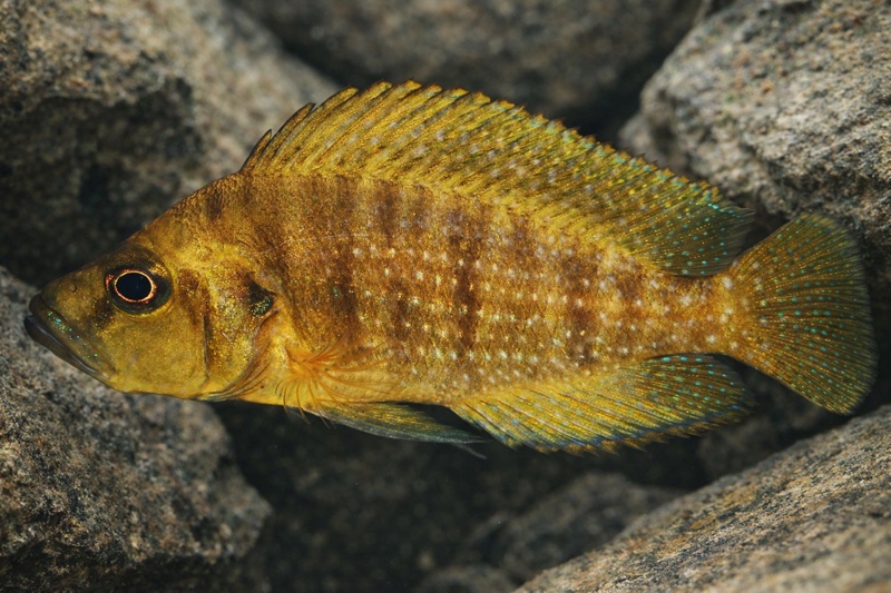 Altolamprologus compressiceps 'Mutondwe Island' Jovan Curcic 00